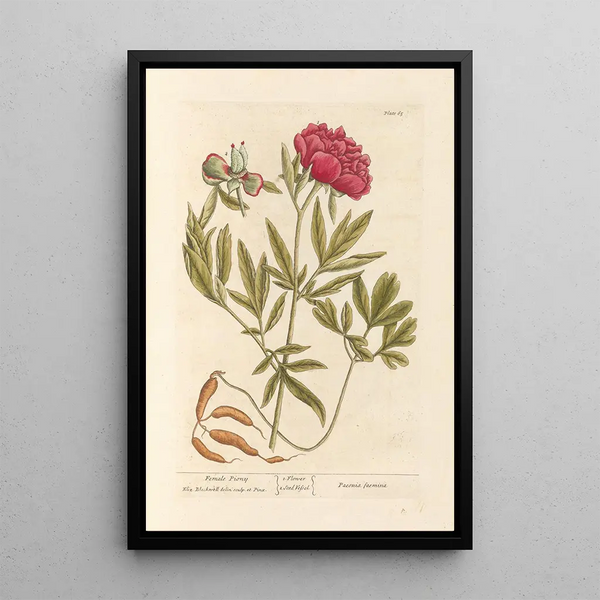 Pfingstrose Weiblich - Elizabeth Blackwell — gerahmtes Bild an der Wand
