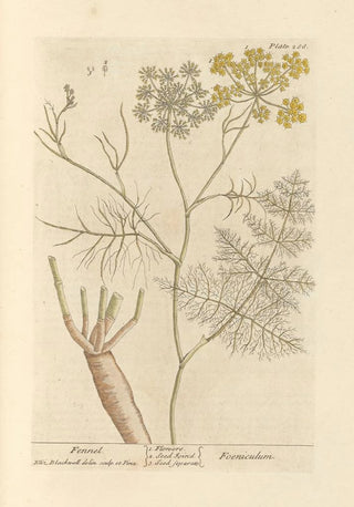 Elizabeth Blackwell - Fennel.webp