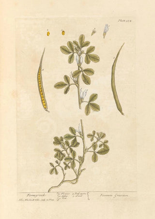 Elizabeth Blackwell - Fenugreek.webp