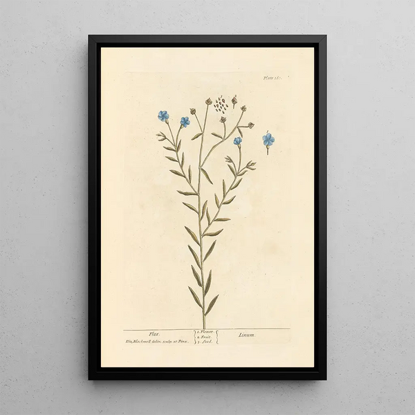 Lin - Elizabeth Blackwell — gerahmtes Bild an der Wand