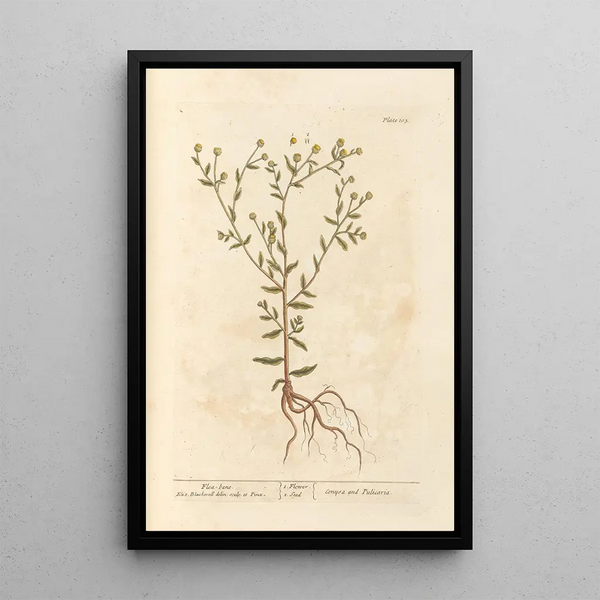 Pulicaire - Elizabeth Blackwell — gerahmtes Bild an der Wand