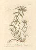 Psyllium - Elizabeth Blackwell — vista dell’opera