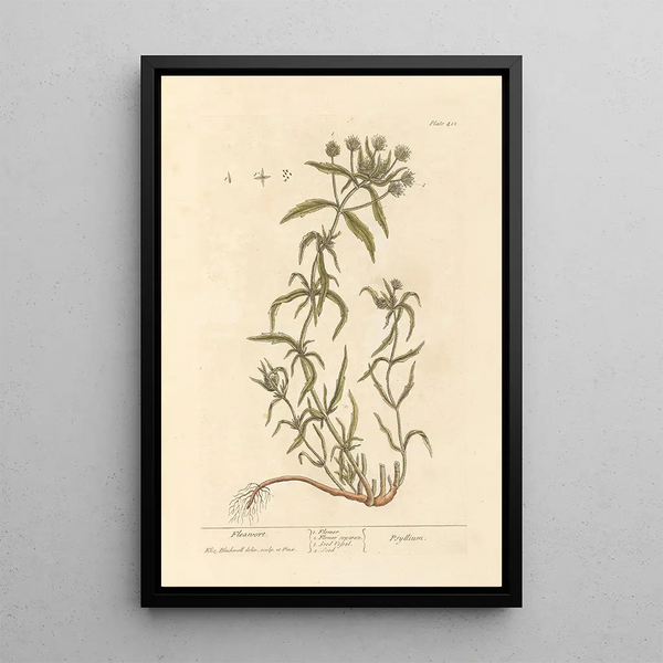 Psyllium - Elizabeth Blackwell — gerahmtes Bild an der Wand