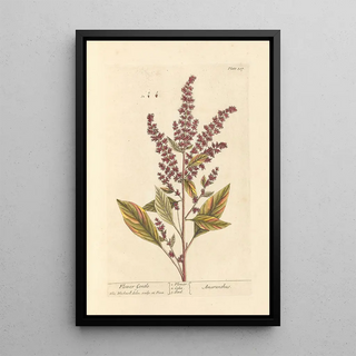 Elizabeth Blackwell - Flower gentle.webp