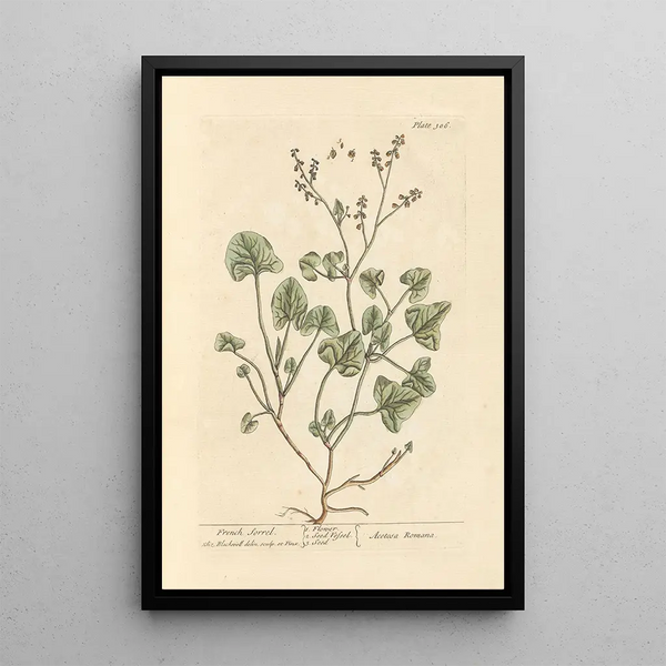 Oseille de France - Elizabeth Blackwell — gerahmtes Bild an der Wand
