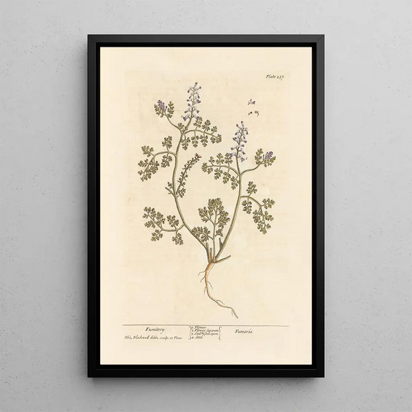 Fumeterre - Elizabeth Blackwell — gerahmtes Bild an der Wand