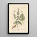 di salvia sclarea - Elizabeth Blackwell — quadro incorniciato alla parete