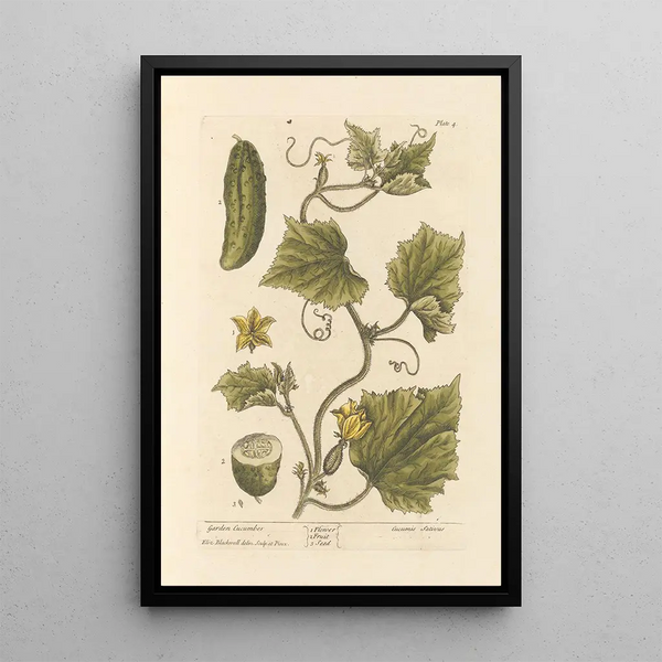 Gurke im Garten - Elizabeth Blackwell — gerahmtes Bild an der Wand