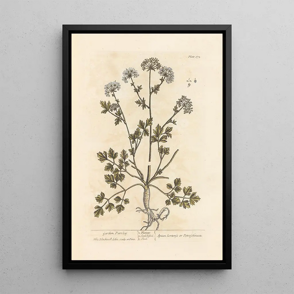 Gartenpetersilie Gemälde - Elizabeth Blackwell — gerahmtes Bild an der Wand