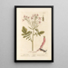 Radis de jardin - Elizabeth Blackwell — gerahmtes Bild an der Wand