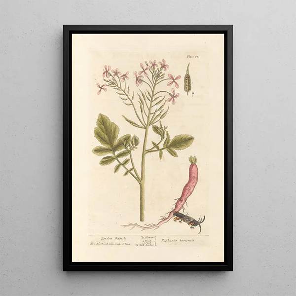 Radis de jardin - Elizabeth Blackwell — gerahmtes Bild an der Wand