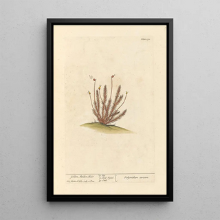 Elizabeth Blackwell - Golden maiden hair.webp