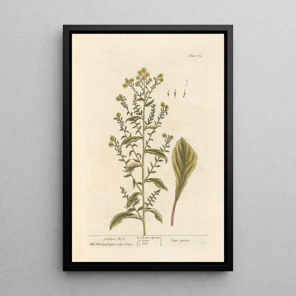 Verge d'or - Elizabeth Blackwell — quadro incorniciato alla parete