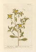 Aster doré - Elizabeth Blackwell — vista dell’opera