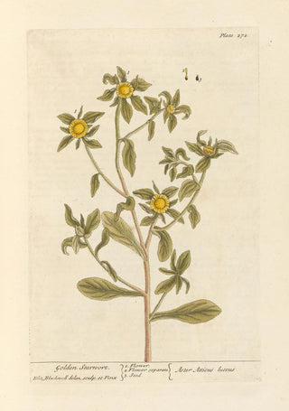 Elizabeth Blackwell - Golden starwort.webp