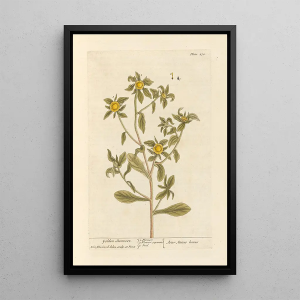 Aster doré - Elizabeth Blackwell — quadro incorniciato alla parete