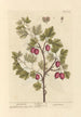 di Ribes nero - Elizabeth Blackwell — vista dell’opera