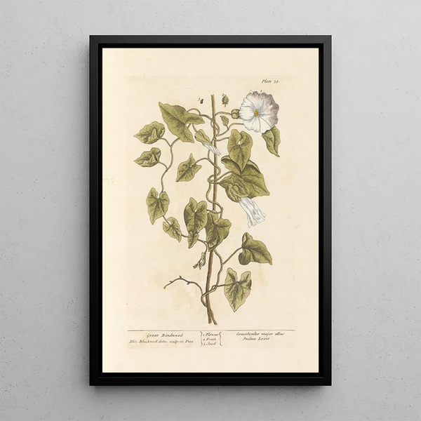 Liseron des haies - Elizabeth Blackwell — quadro incorniciato alla parete