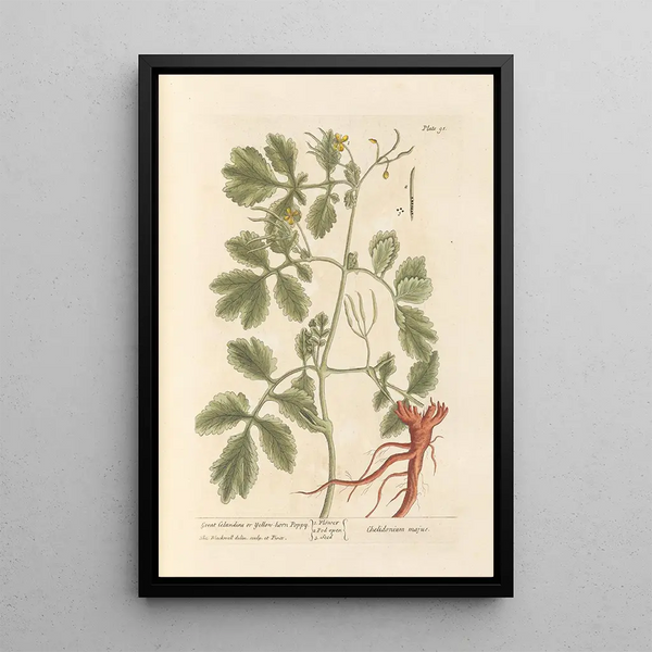 Grande celidonia o papavero cornuto - Elizabeth Blackwell — quadro incorniciato alla parete