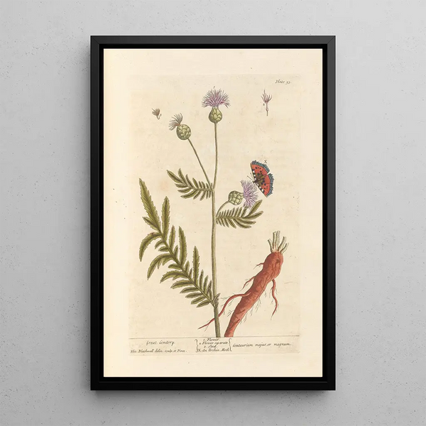 Grande centaurée - Elizabeth Blackwell — quadro incorniciato alla parete