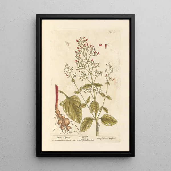 di Scrofulaire noueuse - Elizabeth Blackwell — quadro incorniciato alla parete