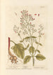 Scrofulaire noueuse - Elizabeth Blackwell — Ansicht des Kunstwerks