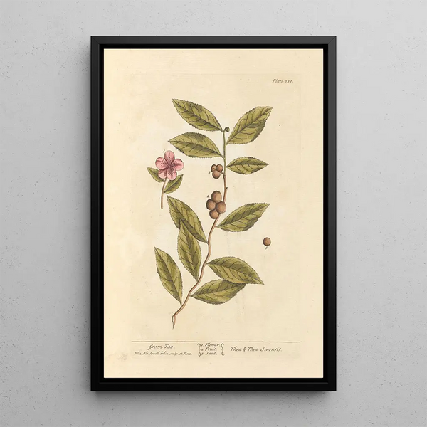 Tè verde - Elizabeth Blackwell — quadro incorniciato alla parete