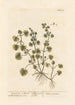 Efeu terrestrisch oder Gléchome - Elizabeth Blackwell — Ansicht des Kunstwerks