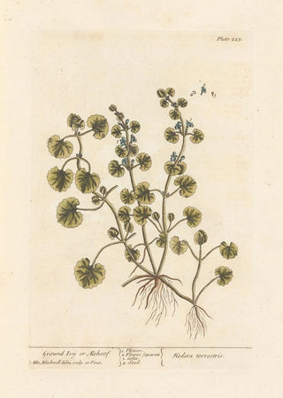Elizabeth Blackwell - Ground ivy or alehoof.webp