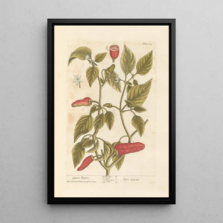 Elizabeth Blackwell - Guinea pepper.webp