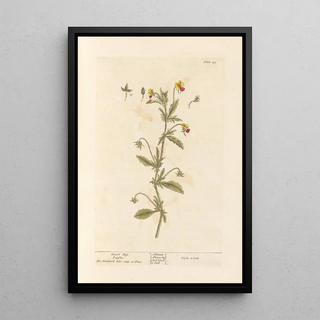 Elizabeth Blackwell - Hearts ease Pansies.webp