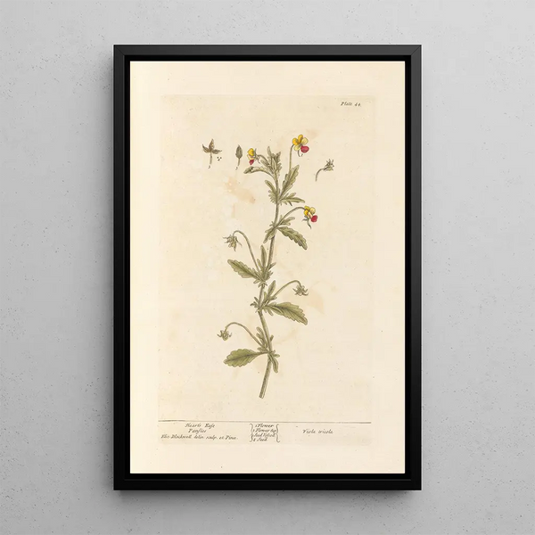 Pensée sauvage - Elizabeth Blackwell — quadro incorniciato alla parete