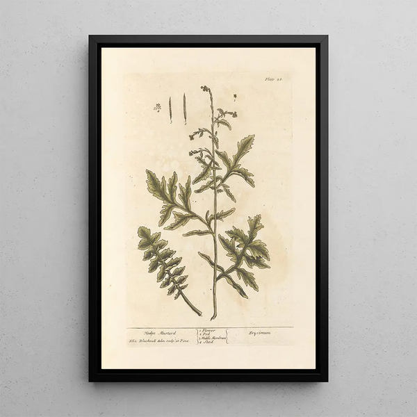 Moutarde des haies - Elizabeth Blackwell — quadro incorniciato alla parete