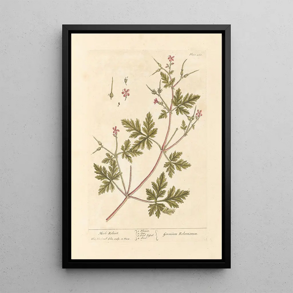 Geranie Herbe-à-Robert - Elizabeth Blackwell — gerahmtes Bild an der Wand