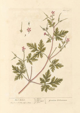Elizabeth Blackwell - Herb Robert.webp