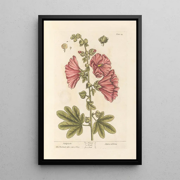 Rosen-Eibisch - Elizabeth Blackwell — gerahmtes Bild an der Wand
