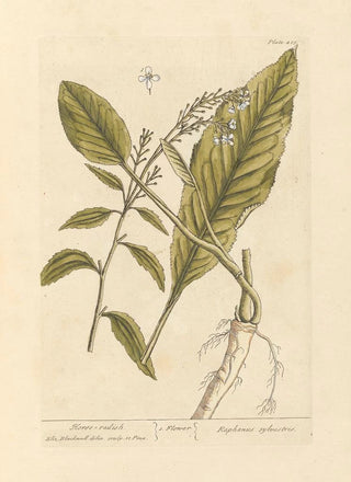 Elizabeth Blackwell - Horse radish.webp