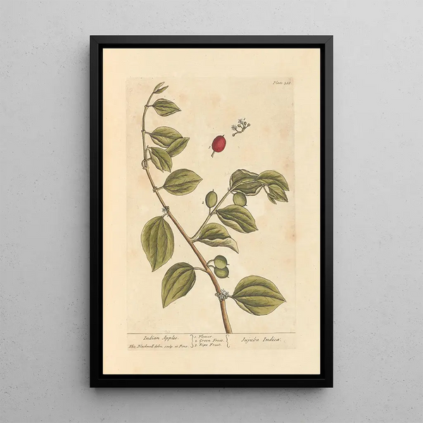 Mais - Elizabeth Blackwell — gerahmtes Bild an der Wand
