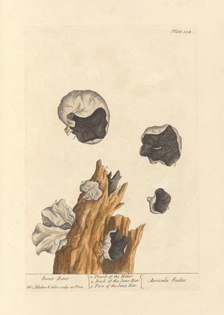 Elizabeth Blackwell - Jews ears.webp