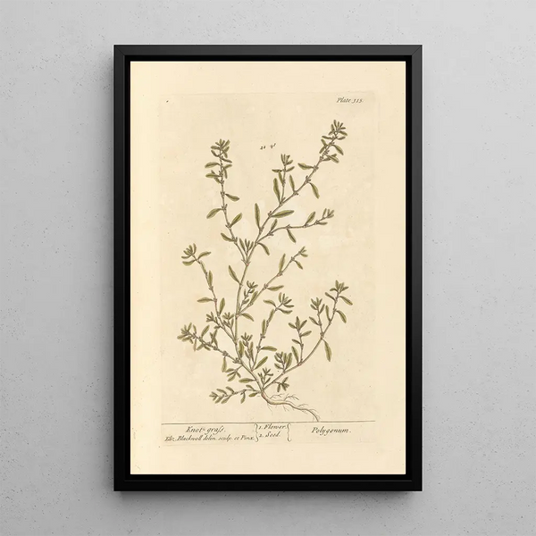 Renouée - Elizabeth Blackwell — gerahmtes Bild an der Wand