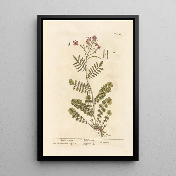 Cardamine des prés - Elizabeth Blackwell — gerahmtes Bild an der Wand