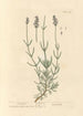 Lavanda - Elizabeth Blackwell — vista dell’opera