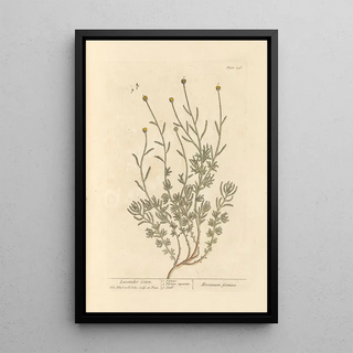 Elizabeth Blackwell - Lavender cotton.webp