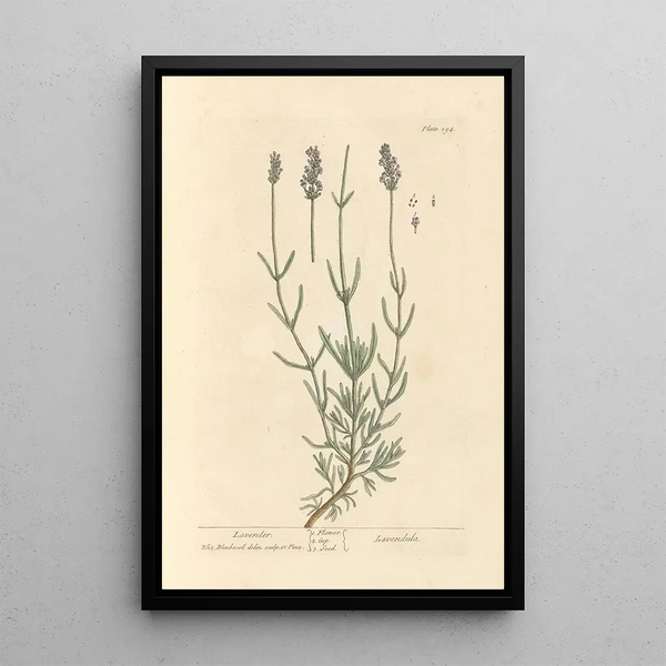 Lavendel - Elizabeth Blackwell — gerahmtes Bild an der Wand