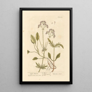 Elizabeth Blackwell - Lesser valerian.webp
