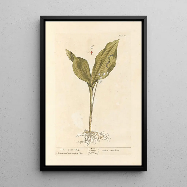 Maiglöckchen - Elizabeth Blackwell — gerahmtes Bild an der Wand