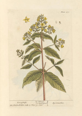 Elizabeth Blackwell - Loosestrife.webp