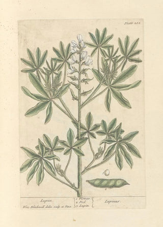 Elizabeth Blackwell - Lupin.webp