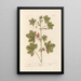 Mauve - Elizabeth Blackwell — quadro incorniciato alla parete