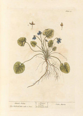 Elizabeth Blackwell - March violet.webp